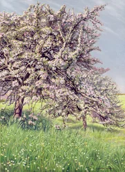 Pommiers en fleurs, 1912